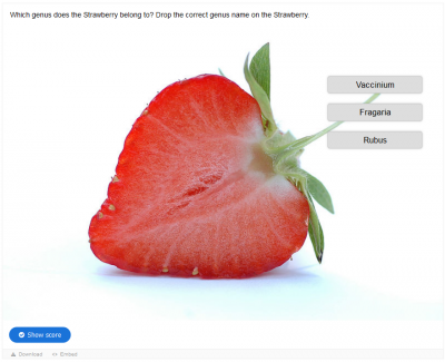 H5P example drag and drop.png