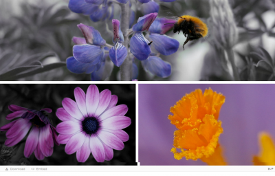 H5P example collage.png